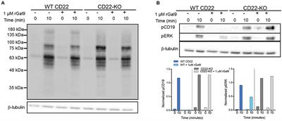 N-Linked Glycosylation Regulates CD22 Organization and Function